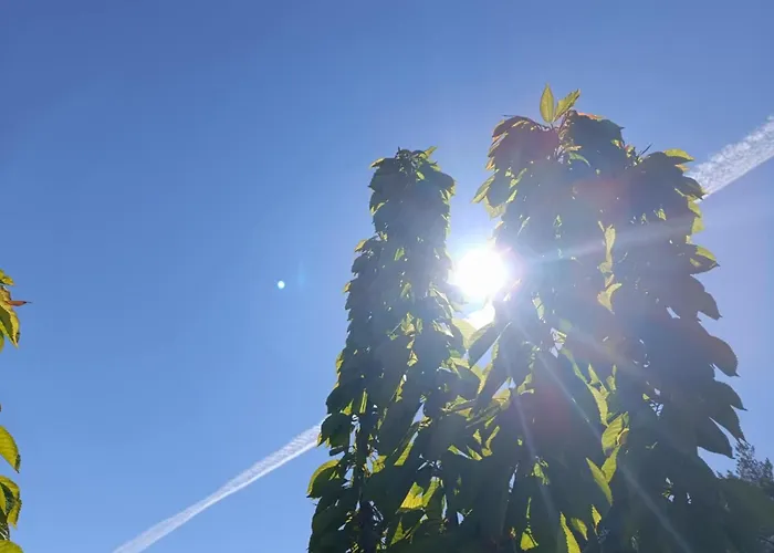 Jeszcze Bardziej Dziki Sad بيت للعطل *